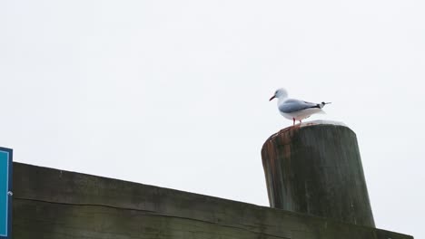 Seagull-perched-on-big-wooden-pole-on-bright-sunny-day