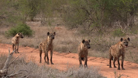 Hyenas-standing-on-a-dirt-path,-watching-intently-at-something-off-camera