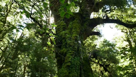 Toma-Panorámica-Lenta-De-árboles-De-Bosque-Tropical-Cubierto-De-Musgo-En-La-Densa-Jungla-Del-Parque-Nacional-De-Fiordland-Contra-Los-Rayos-Solares