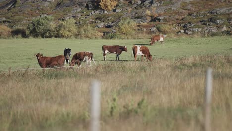 Vacas-Jóvenes-Pastando-En-El-Campo-Agrícola