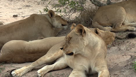 Close-up-of-lionesses-resting-on-sandy-ground-by-tree,-slow-zoom-out