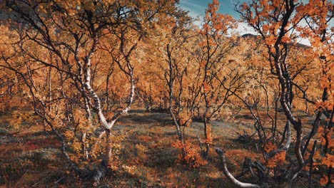 Geschwungene-Zweige-Der-Zwergbirke,-Bedeckt-Mit-Leuchtendem-Herbstlaub