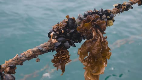 Close-up-of-mussels-and-seaweed-attached-to-rope-above-sea-water