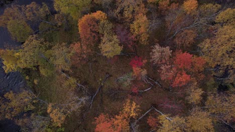 Luftaufnahme-Des-Waldes-Im-Herbst