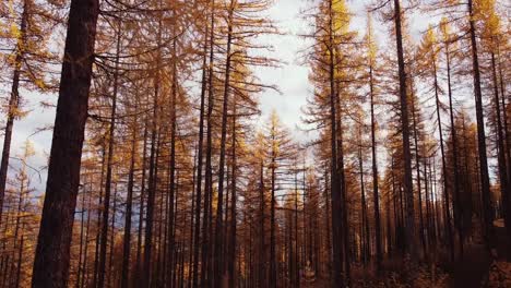 Flying-low-through-golden-larch-forest-on-a-cloudy-day