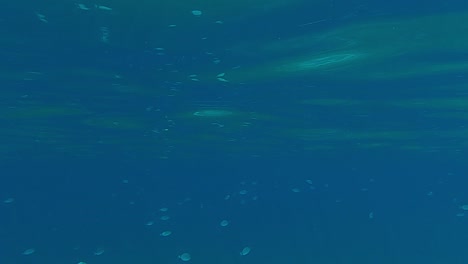 Fish-swimming-underwater-in-blue-crystalline-marine-environment-under-sea-surface