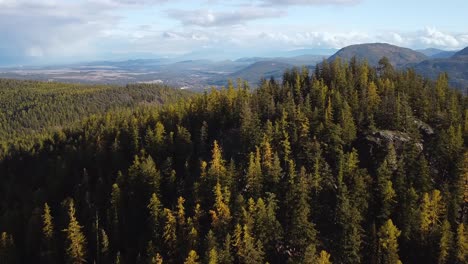Flying-over-a-hill-filled-with-larch-trees-at-beginning-of-fall,-drone-shot