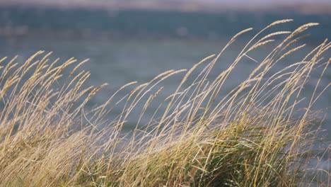 Eine-Nahaufnahme-Von-Gelbem-Strandhafer,-Das-Sich-Im-Wind-Wiegt
