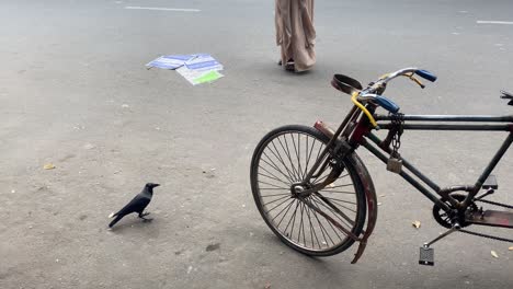 Black-Crow-On-Road-Beside-Rickshaw-Wheel-Before-Flying-Away