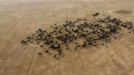 Herd-Of-Black-Cattles-Walking-In-The-Rural-Field-From-Above