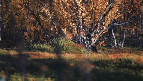 Autumn-in-the-tundra---dwarf-birch-trees-covered-with-colorful-leaves