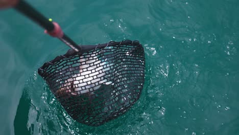 Putting-red-snapper-fish-in-black-mesh-net-to-pull-aboard,-catch-of-the-day