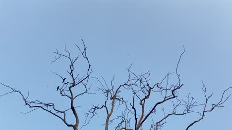 Kahle-Baumwipfelzweige-Mit-Vögeln,-Die-Gegen-Den-Klaren-Blauen-Himmel-Hocken-Und-Davonfliegen