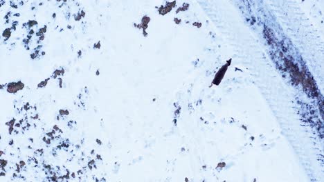 Luftaufnahme-Eines-Weiblichen-Hirsches,-Der-Im-Winter-Auf-Einer-Verschneiten-Landschaft-Spazieren-Geht