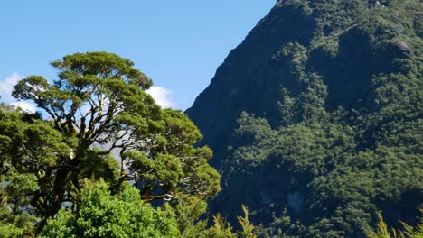 Panorama-shot-of-green-rainforest-and-vegetated-mountains-against-blue-sky-in-background---Visiting-Fiordland-National-Park-in-New-Zealand