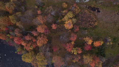 Drohnenaufnahme-Im-Herbstwald