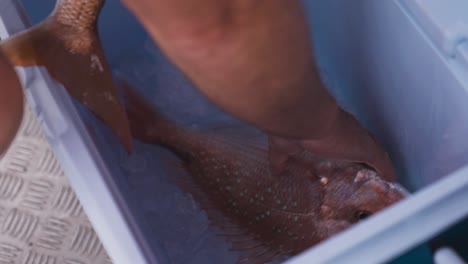 Putting-freshly-caught-red-snapper-in-cooling-box-with-ice,-close-up