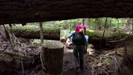 Wandern-Unter-Einem-Baumstamm-Auf-Dem-Bedwell-Trail,-Vancouver-Island
