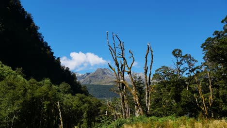 Pintoresco-Paisaje-Natural-Con-árboles,-Pastos-Y-Montañas-En-El-Fondo-Durante-La-Luz-Del-Sol-Y-El-Cielo-Azul