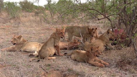 Pride-of-lions-rest-at-a-kill-on-grass-by-tree-in-African-bushland