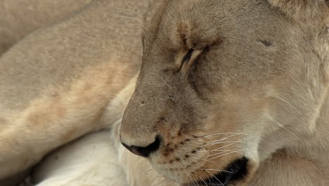 Side-close-up-of-face-of-lioness-with-eyes-shut-breathing-heavily