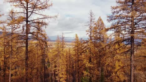 Flying-through-golden-larch-forest-at-crown-height-on-cloudy-day