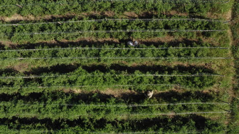 Farmers-picking-up-organic-tomato-fruit-from-green-plants-in-plantation,-aerial-top-down-view