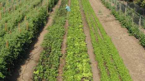 Plowed-land-plot-with-tomato-plants-and-other-growths-with-working-female-farmer,-aerial-view