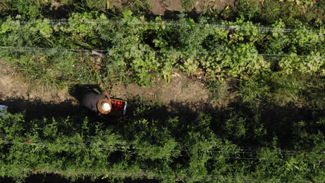 Farmer-picking-and-putting-fresh-red-tomato-fruit-into-box,-aerial-top-down-shot