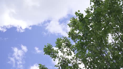 Slow-motion-cinematic-shot-of-the-beautiful-nature,-the-tree-with-leaves-falling-on-to-the-camera-and-clouds-at-the-sky