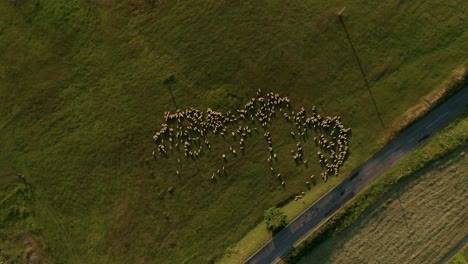 Summer-evening-aerial-top-down-view-of-hundreds-of-white-sheep-grazing-on-a-meadow-in-Sihla,-Slovakia