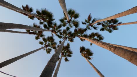 Washingtonia-Filifera-Palmen-Mit-Windrollen-Auf-Den-Blättern