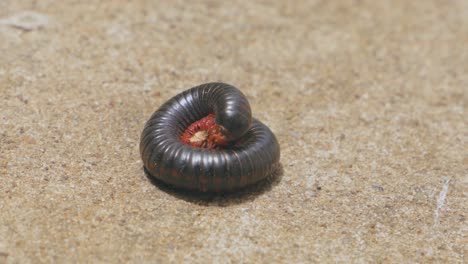 static-shot-of-a-Millipede-in-pain