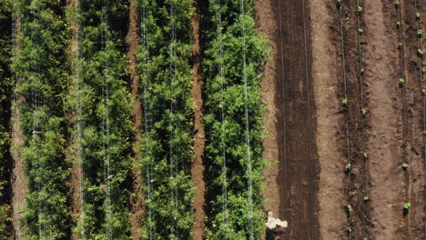 Farmer-walking-through-plantation-of-tomato-plant,-aerial-top-down-shot