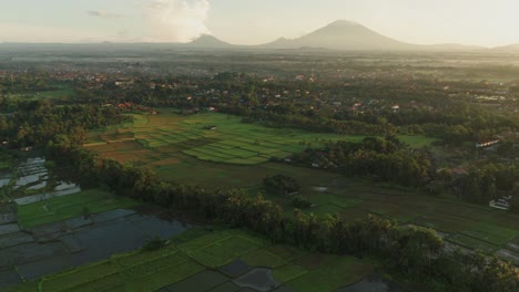 Morning-golden-hour-sunlight-illuminating-Bali-landscape-with-famous-rice-field,-aerial