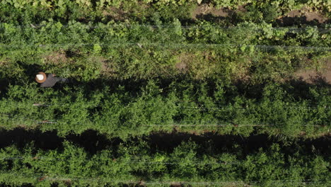 Farmer-inspecting-rows-of-tomato-plant-by-walking-through,-aerial-top-down-shot