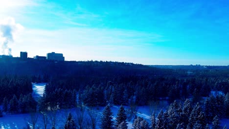 Snow-covered-pine-fir-trees-at-winter-snow-covered-golf-course-on-a-sunny-day-with-the-University-of-Alberta-in-the-horizon-with-steam-pumping-out-of-lecture-hall-building-on-a-clear-blue-sky-1-2