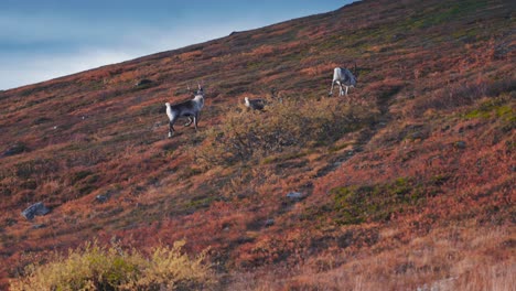 Ein-Rudel-Von-Drei-Rentieren,-Die-In-Der-Herbstlichen-Tundra-Den-Hügel-Hinauflaufen