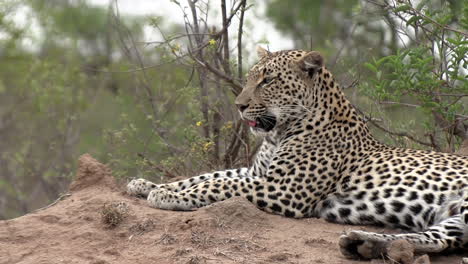 Eyelevel-shot-of-an-adult-leopard-resting-under-the-hot-African-sun,-then-yawns-and-rolls-over