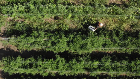 Farmer-walking-through-plantation-of-tomato-plant,-aerial-top-down-shot