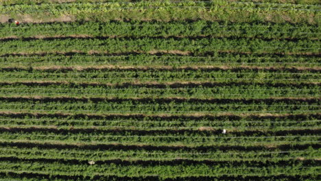 Endlose-Plantage-Von-Bio-Tomatenfrüchten,-Luftaufnahme-Von-Oben-Nach-Unten