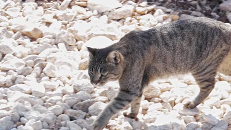 Verirrte-Graue-Katze,-Die-Auf-Der-Felsigen-Küste-Von-Agia-Sofia-Beach-In-Griechenland-Spazieren-Geht
