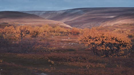 Karge-Herbstliche-Tundralandschaft-Des-Varanger-Nationalparks