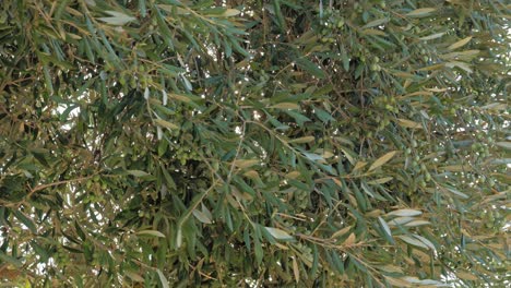 Sonnenstrahl-Hinter-üppigen-Blättern-Eines-Olivenbaums-Am-Morgen-Der-Brise