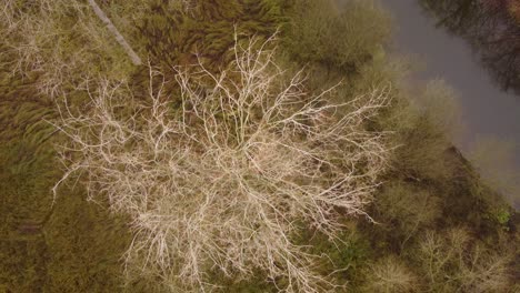 Top-down-view-of-a-dry-tree-in-grass-land-with-a-canal---aerial-drone-ascending-shot