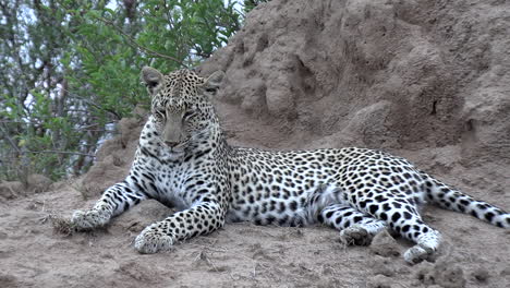 Close-view-of-lone-leopard-resting-on-dirt-ground-mound,-eye-level