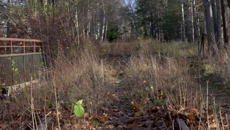 Verlassene-Eisenbahn-Auf-Dem-Land,-Bedeckt-Mit-Trockenen-Laub-An-Einem-Sonnigen-Morgen-Im-Herbst