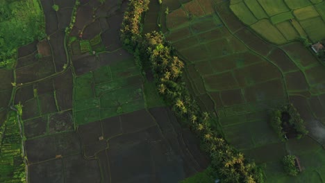 Famous-rice-field-patchwork-with-flooded-irrigation-terraces-in-Bali,-aerial