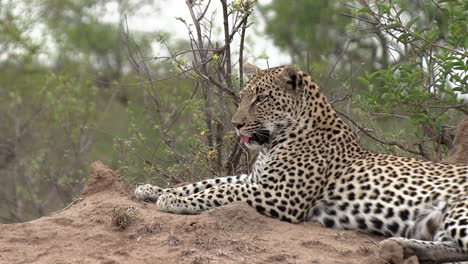 Close-side-view-of-leopard-on-mound-on-lookout,-flapping-its-ears