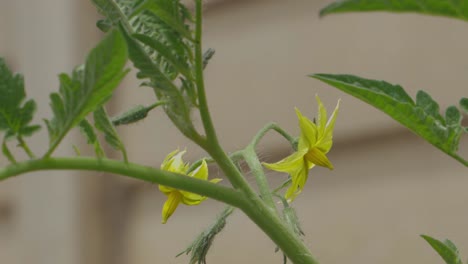 Die-Blüte-Einer-Tomatenpflanze